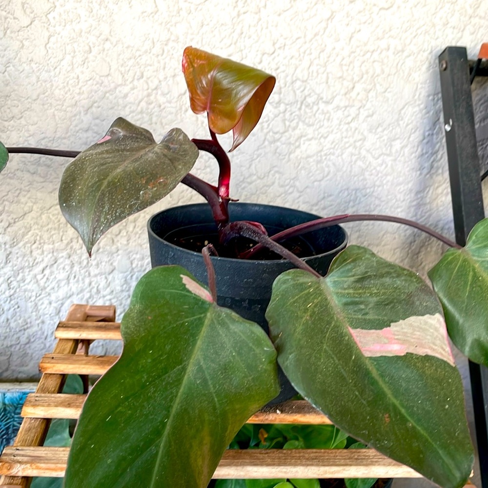 Philodendron Pink Princess Plant